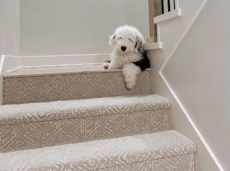 patterned carpet with dog at top of stairs